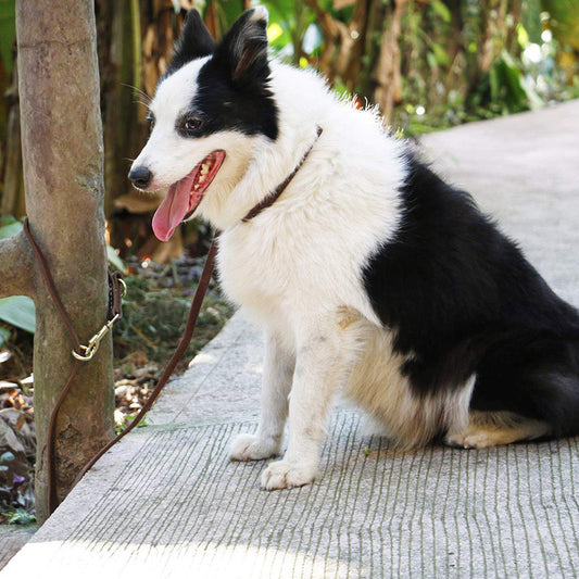 Double Copper Hook Multifunctional Dog Leather Leash